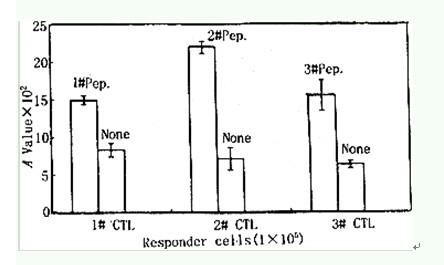 p53的合成肽体外诱导CTL反应以及HLA-A2亚